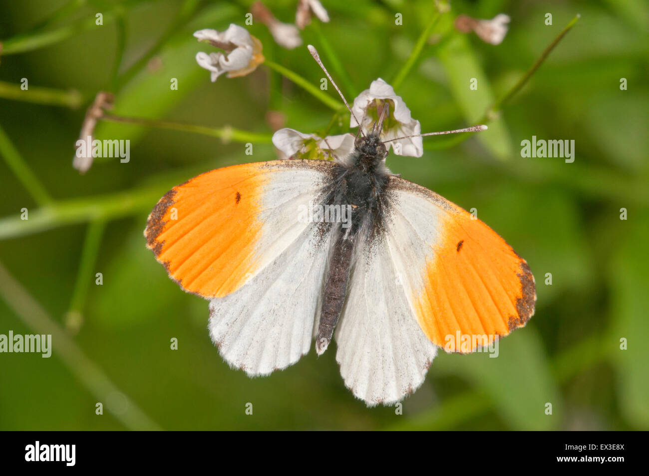 Naranja Anthocharis cardamines (TIP), macho, alimentándose de grandes bittercress (Cardamine amara), Baden-Württemberg, Alemania Foto de stock