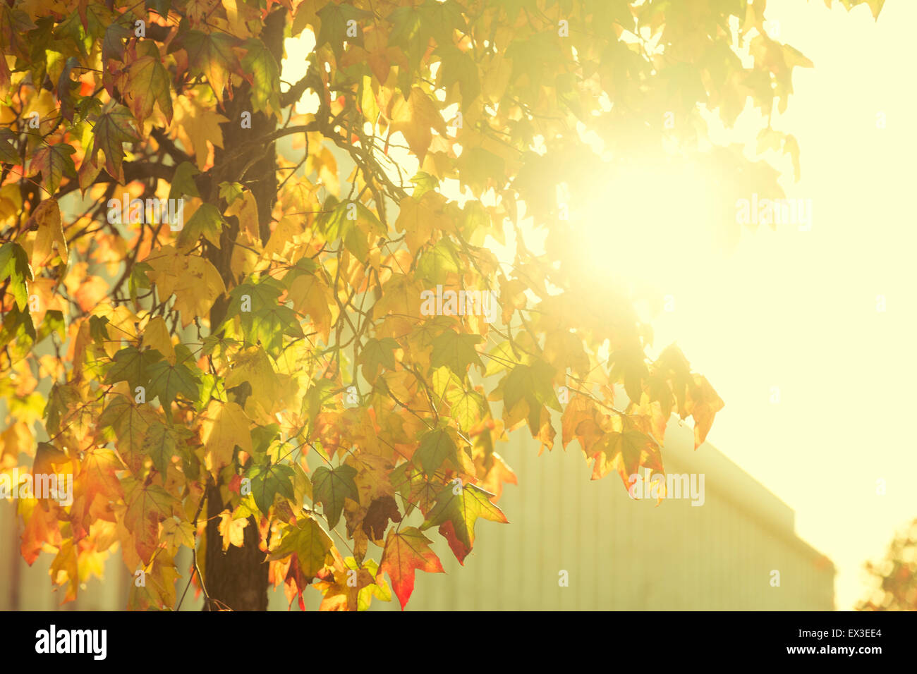 Sunburst brillante a través del árbol frondoso Foto de stock