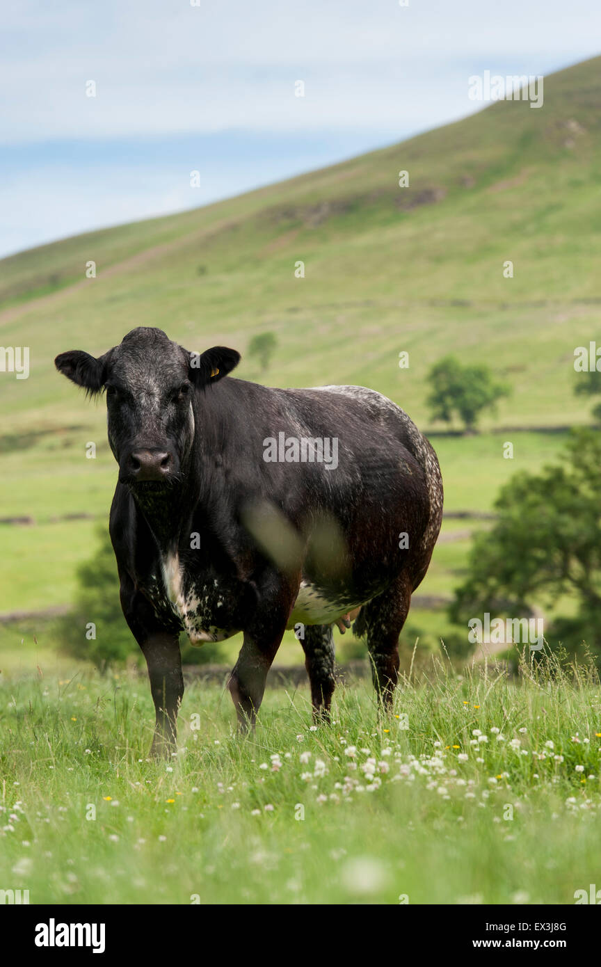 El ganado vacuno en los pastos de montaña, Cumbria, Reino Unido. Foto de stock