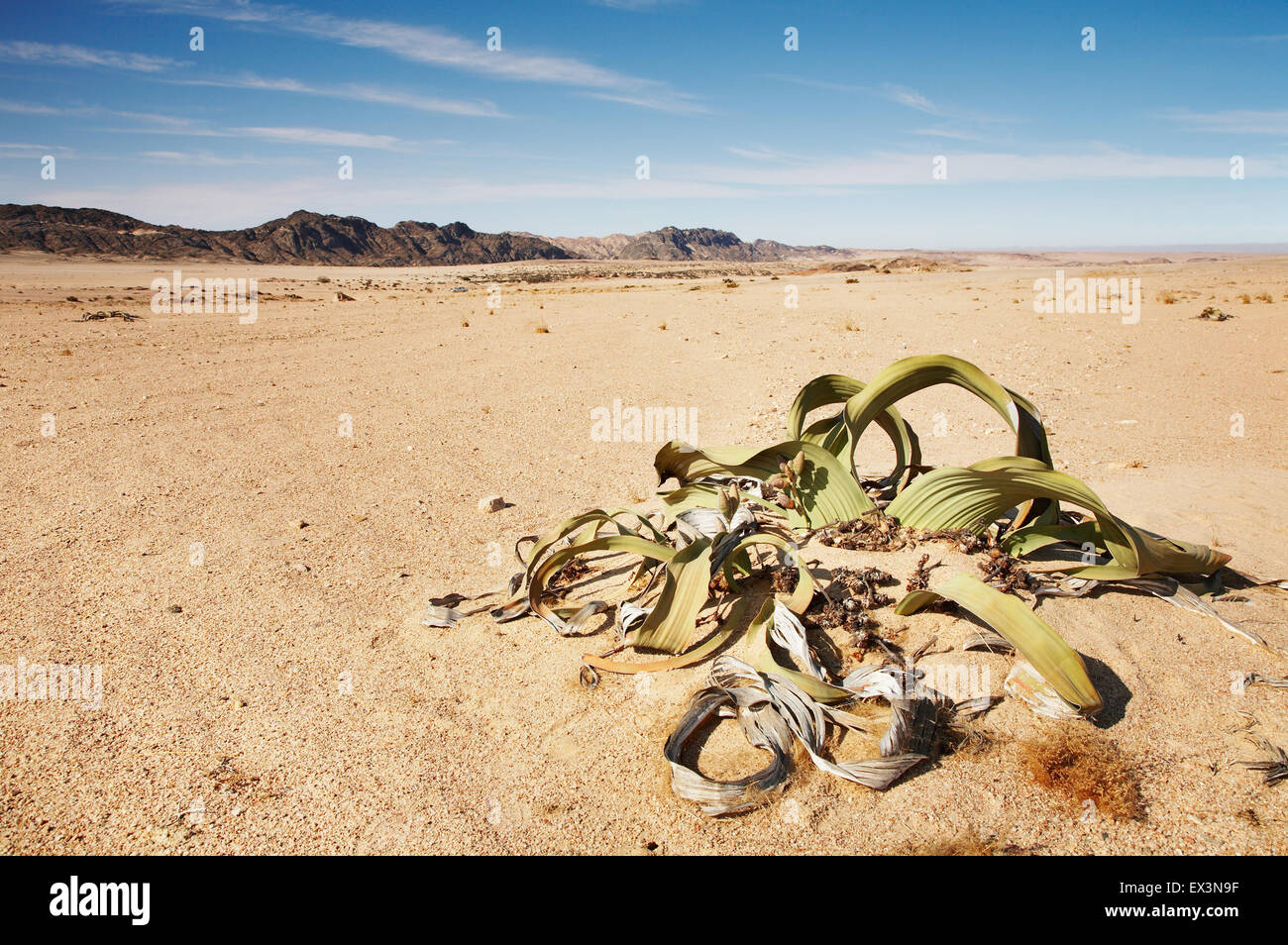 Increíble planta del desierto, fósil viviente Welwitschia mirabilis en el desierto de Namib Foto de stock