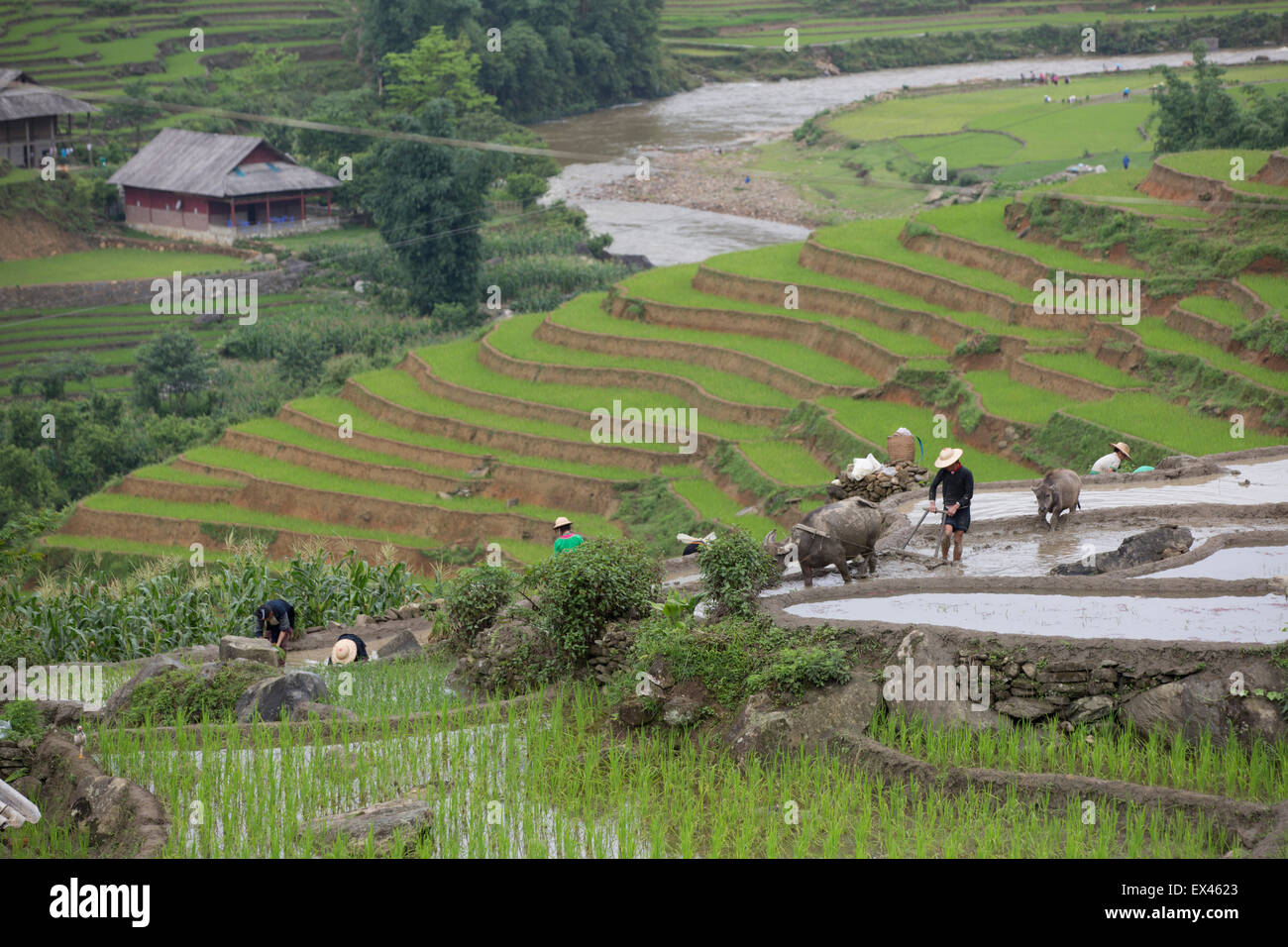 Los agricultores plantan arroz durante la estación de lluvias con un búfalo de agua dibujado el arado cerca de Sapa, Vietnam Foto de stock