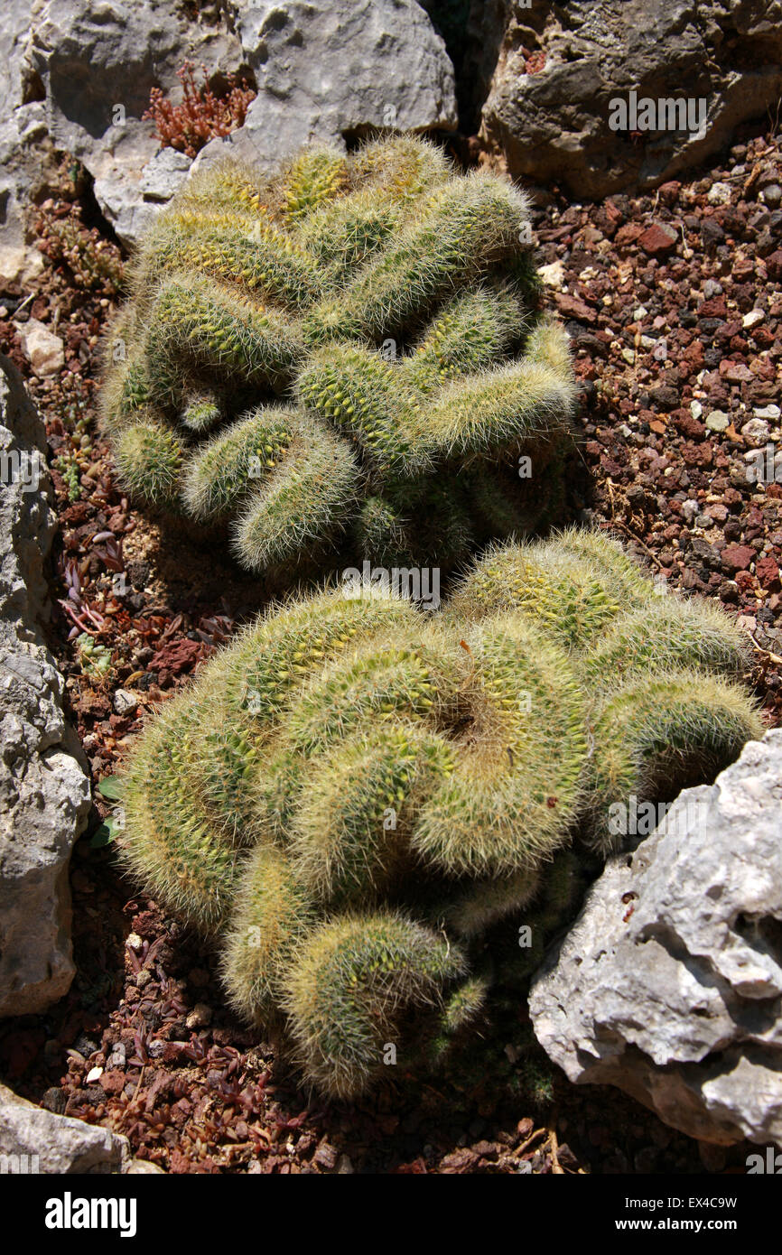 Cristate Cactus, Jardines Botánicos de Mónaco. Foto de stock
