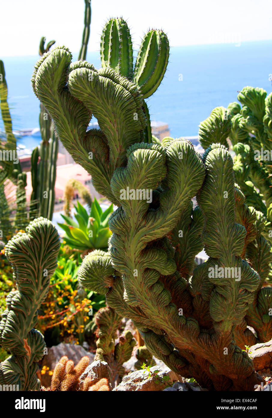 Cactus, Polaskia chichipe Cristate cristata, Cactaceae. México. Los Jardines Botánicos de Mónaco, Mónaco. Foto de stock