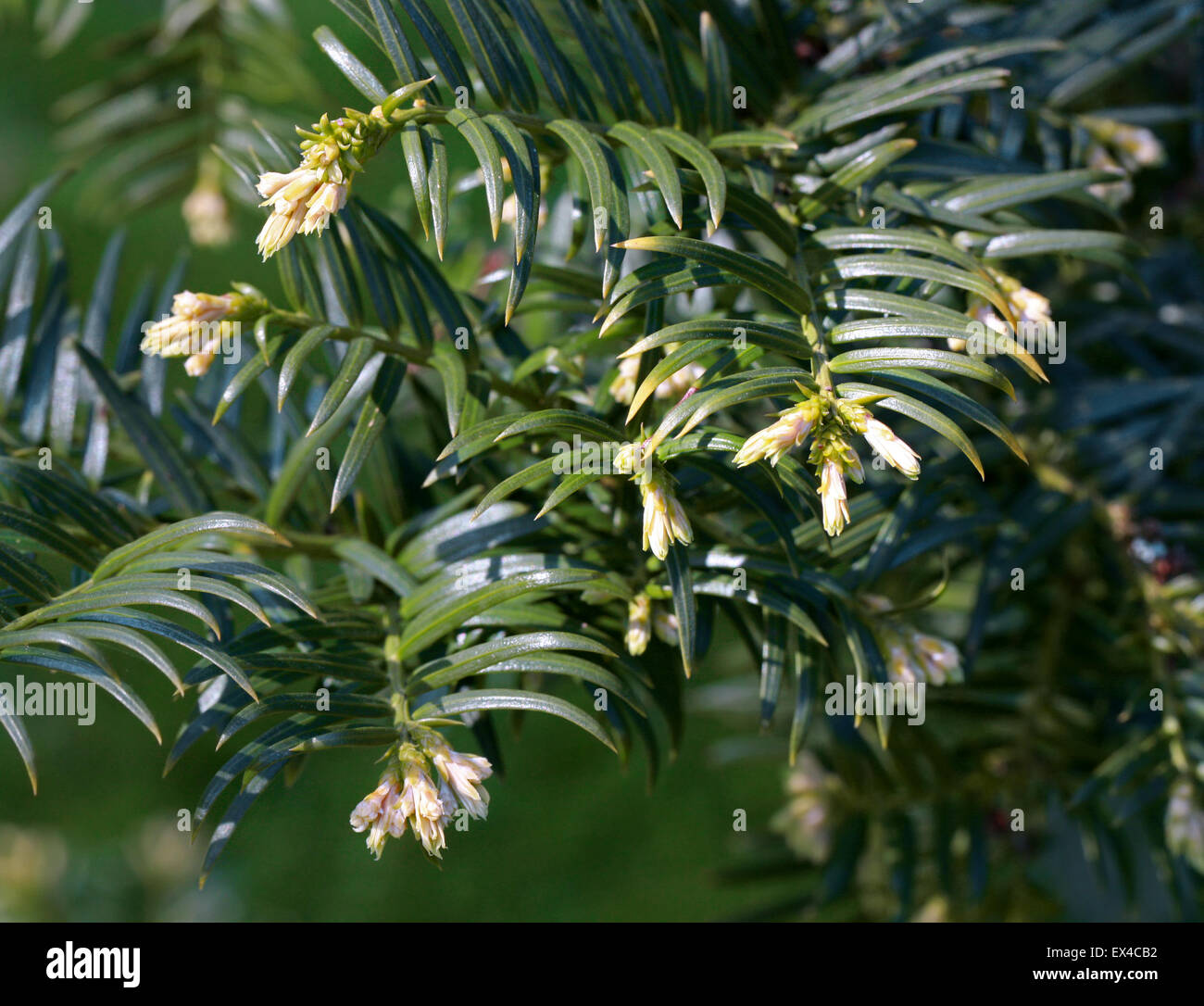 Taiwán Taiwán Cowtail Plum tejo o Pino, Cephalotaxus, Cephalotaxaceae wilsoniana. Taiwán. Foto de stock