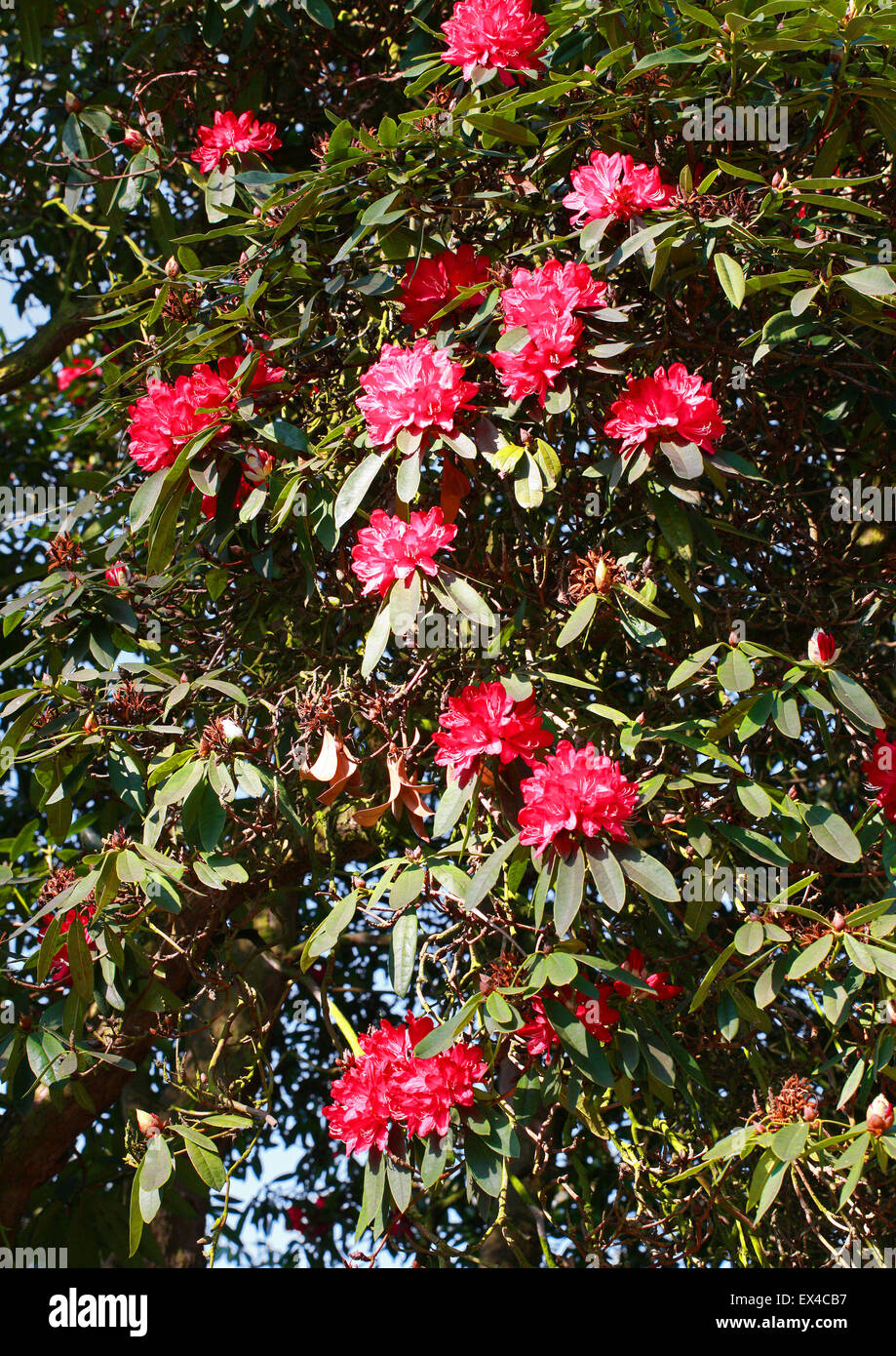 Árbol Rododendro, Rhododendron arboreum, Ericaceae. Asia templada. Foto de stock