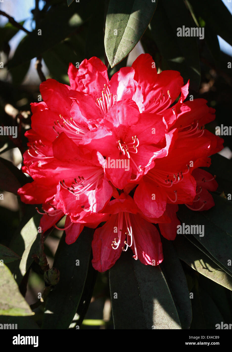 Árbol Rododendro, Rhododendron arboreum, Ericaceae. Asia templada. Foto de stock