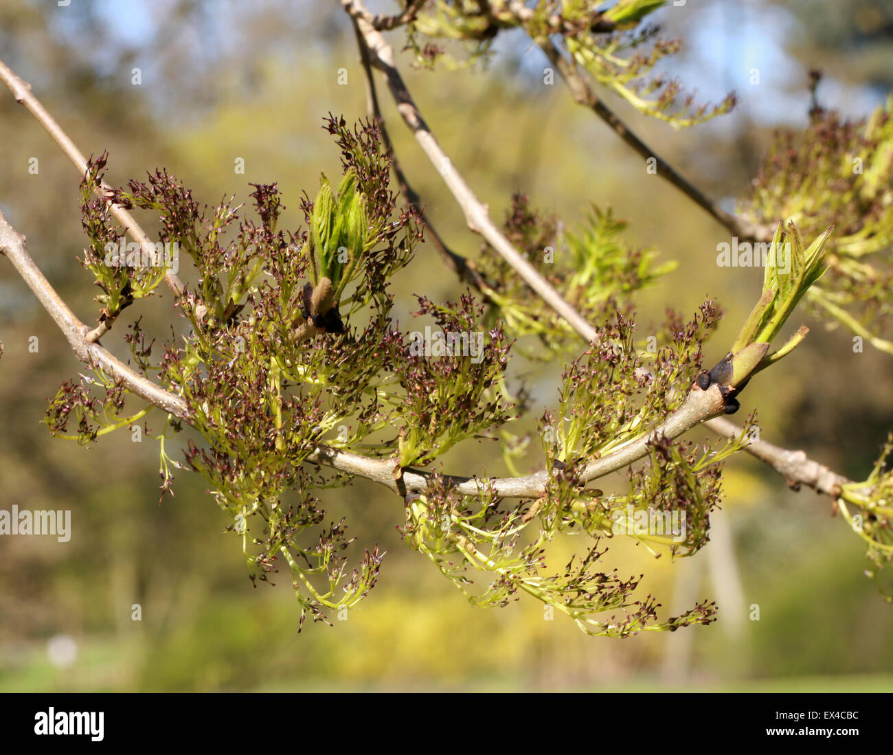 Los brotes y las flores del Wentworth llorando fresnos, Fraxinus exelsior Wentworthii 'Pendula', Oleaceae. Foto de stock