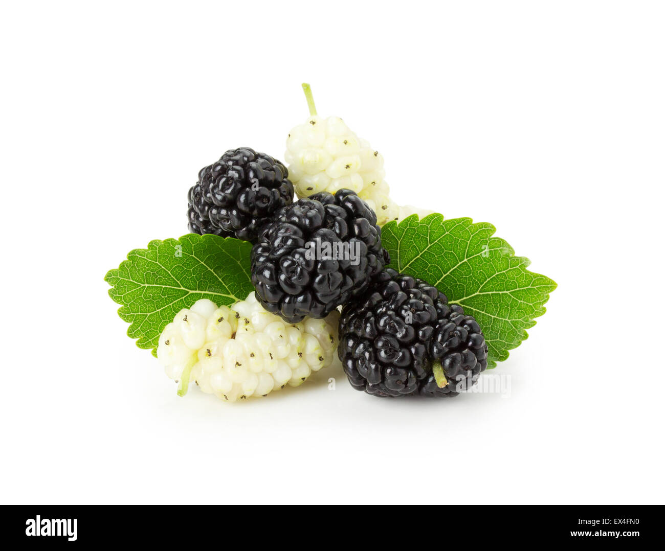 Mulberry en blanco y negro sobre fondo blanco. Foto de stock