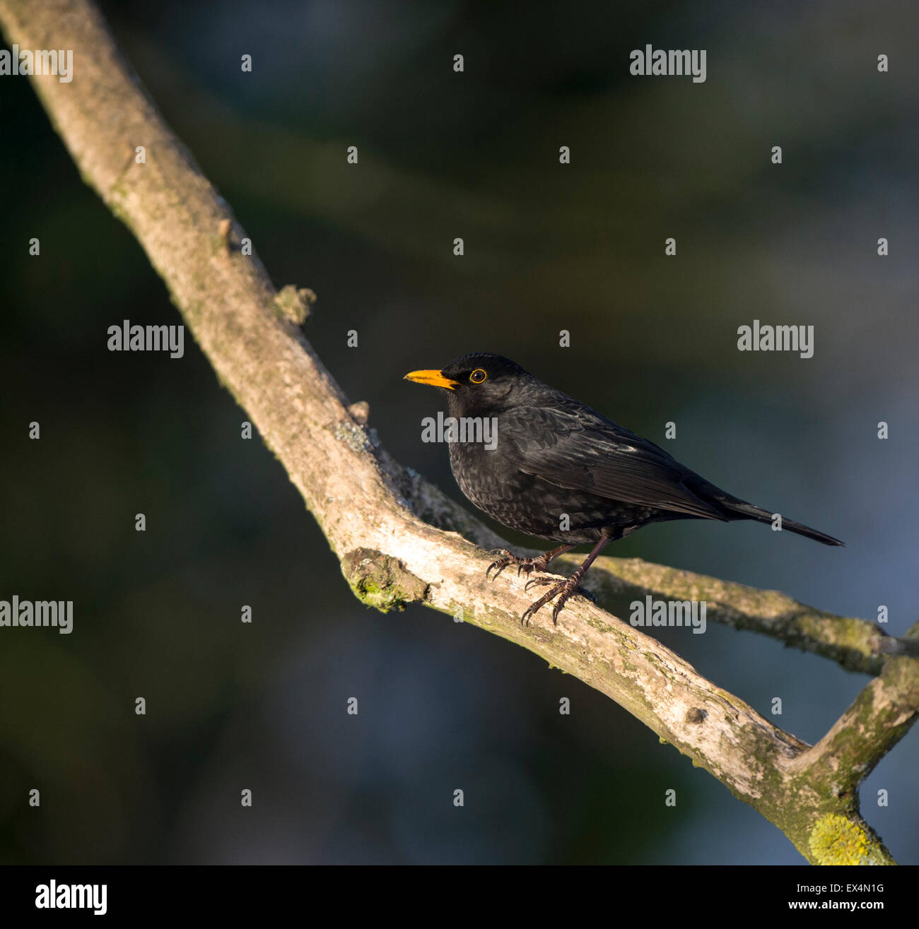 Blackbird - Turdus merula Foto de stock