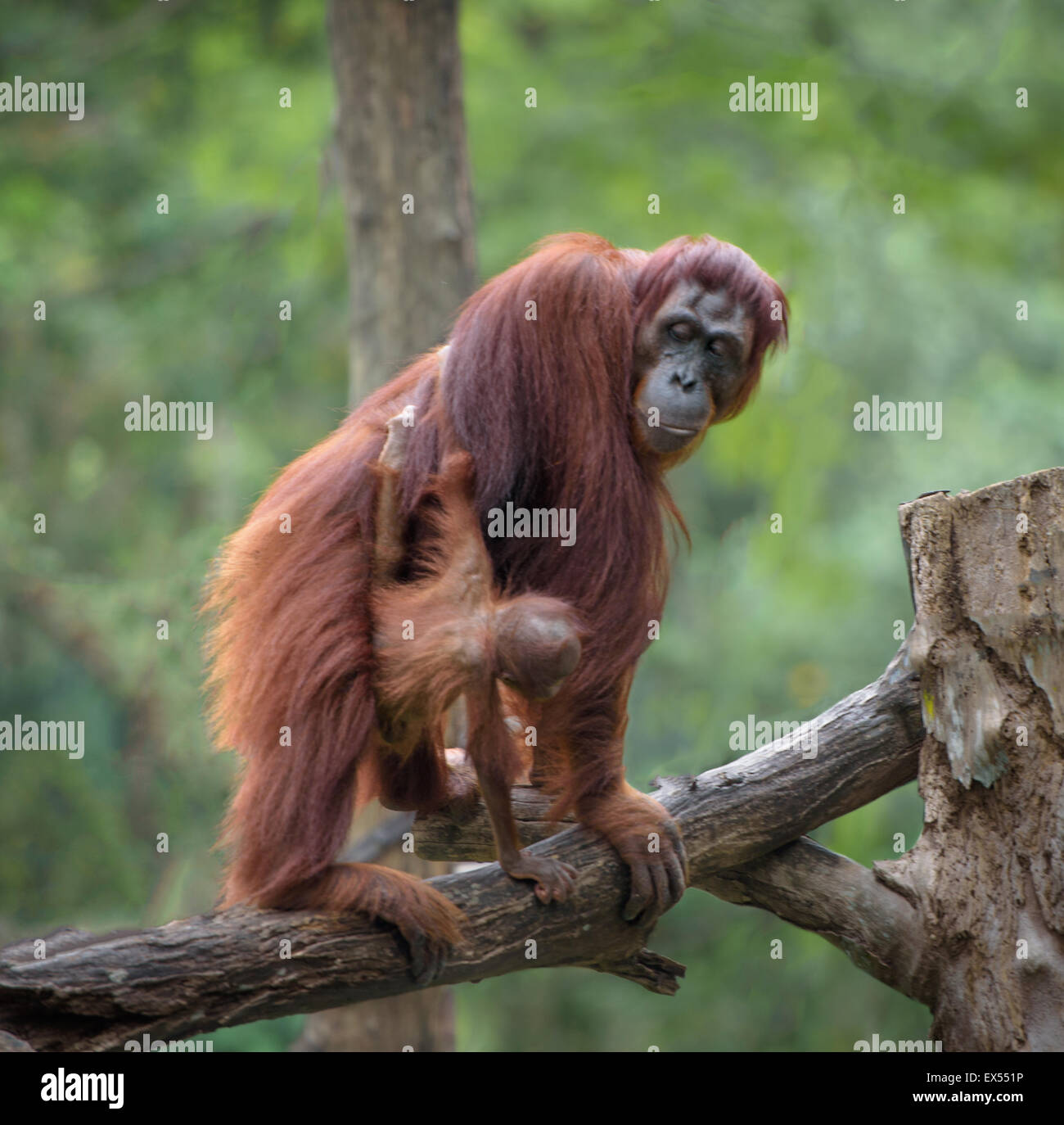 Poco orangután abrazando a su mamá, con selva como fondo Foto de stock