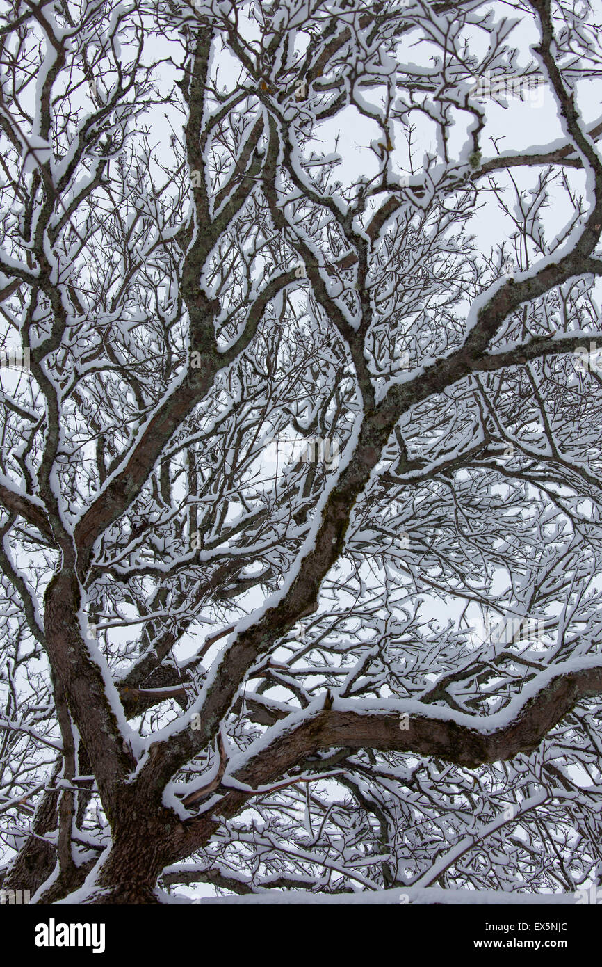 Roble Roble pedunculate Inglés / Francés / roble (Quercus robur) ramas y ramitas cubiertas de nieve en invierno Foto de stock