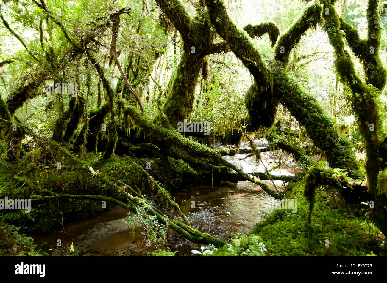 El bosque encantado - Parque Nacional Queulat - Chile Foto de stock
