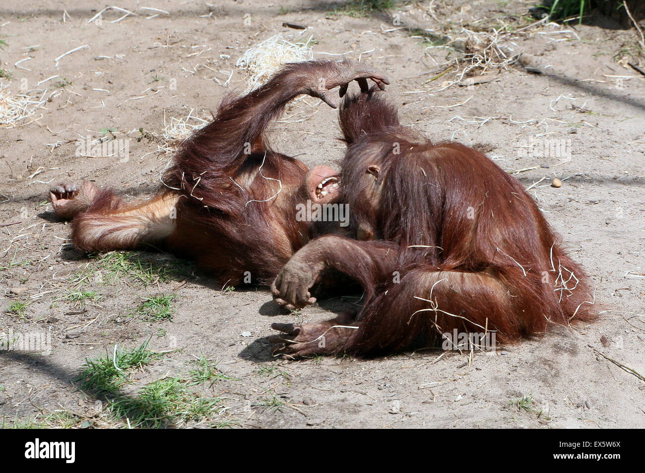 Dos jóvenes varones Bornean orangutanes (Pongo pygmaeus) luchando entre sí Foto de stock