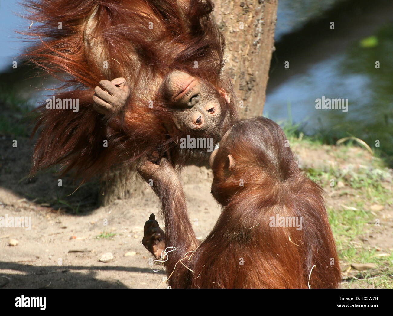 Macho joven Bornean orangutanes (Pongo pygmaeus) jugar con los demás y lucha libre Foto de stock