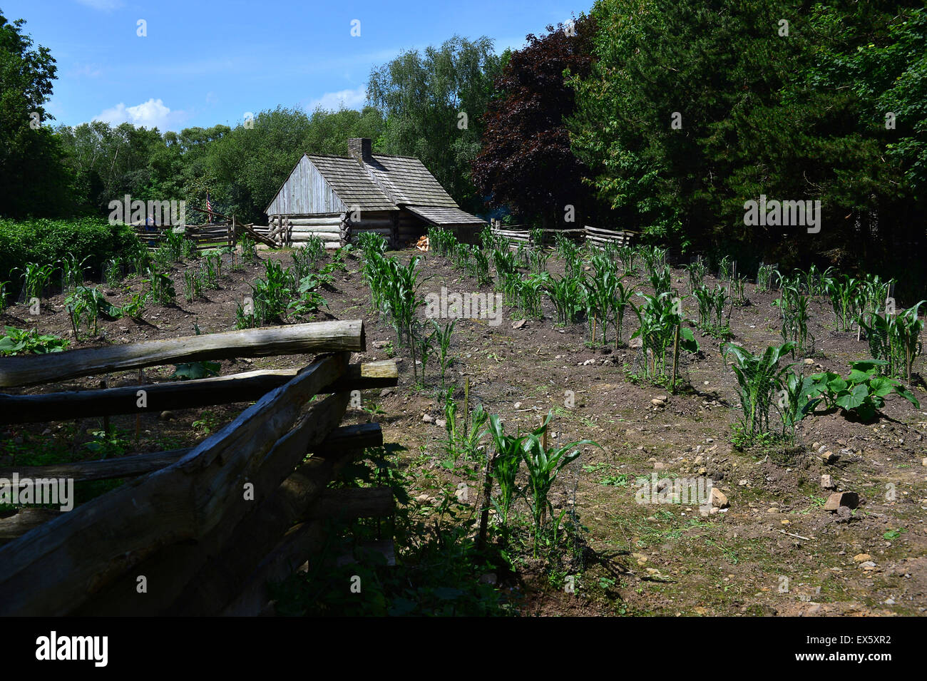 Cultivo de hortalizas en suelo seco, detrás de una cabaña de madera en el Ulster American Folk Park. Foto de stock