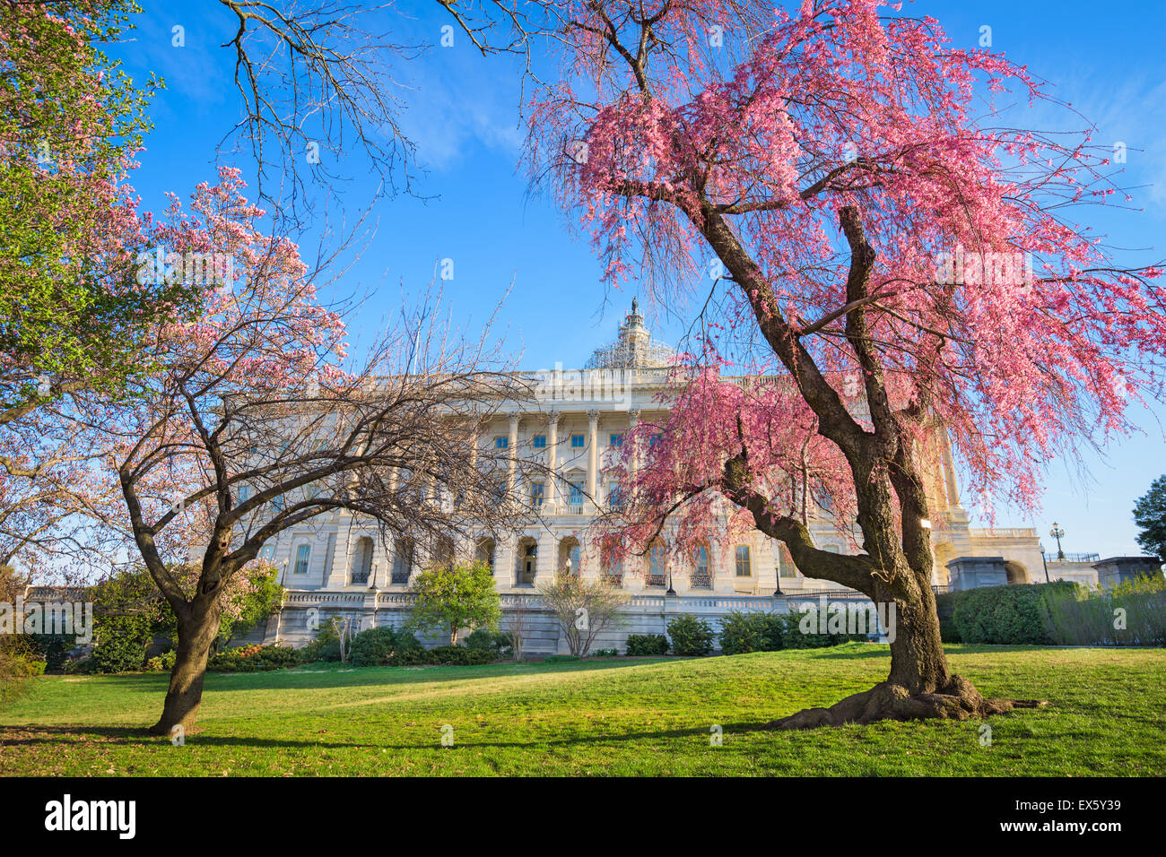 Washington DC en el Edificio del Capitolio durante la temporada de primavera. Foto de stock