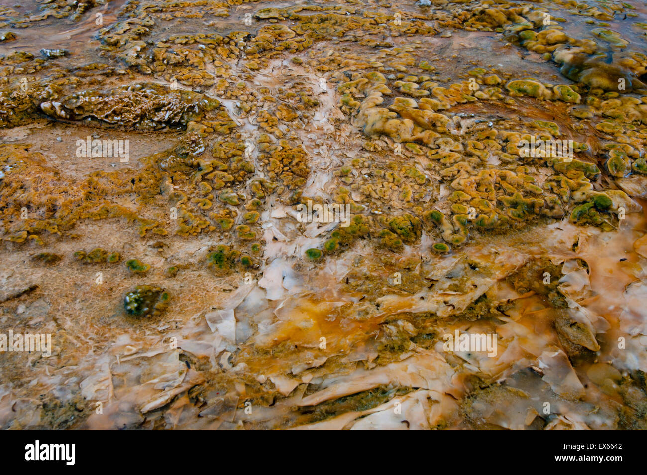 Las algas y los microorganismos termófilos en Hot Springs, en la Cuenca del Géiser Superior, en el Parque Nacional de Yellowstone, WY Foto de stock