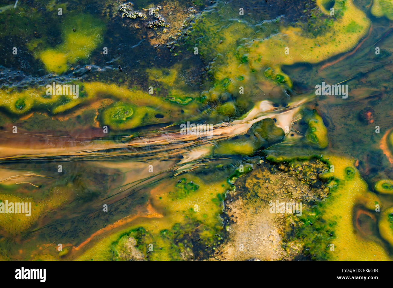 Las algas y los microorganismos termófilos en Hot Springs, en la Cuenca del Géiser Superior, en el Parque Nacional de Yellowstone, WY Foto de stock
