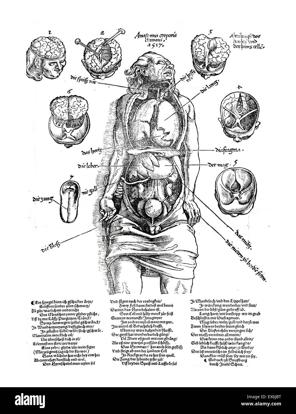 Las ilustraciones anatómicas de 'Feldbuch der Wundarzney (campo libro de cirugía", 1517. El libro fue escrito por Hans von Gersdorff, (1455 - 1529), un cirujano alemán. Foto de stock