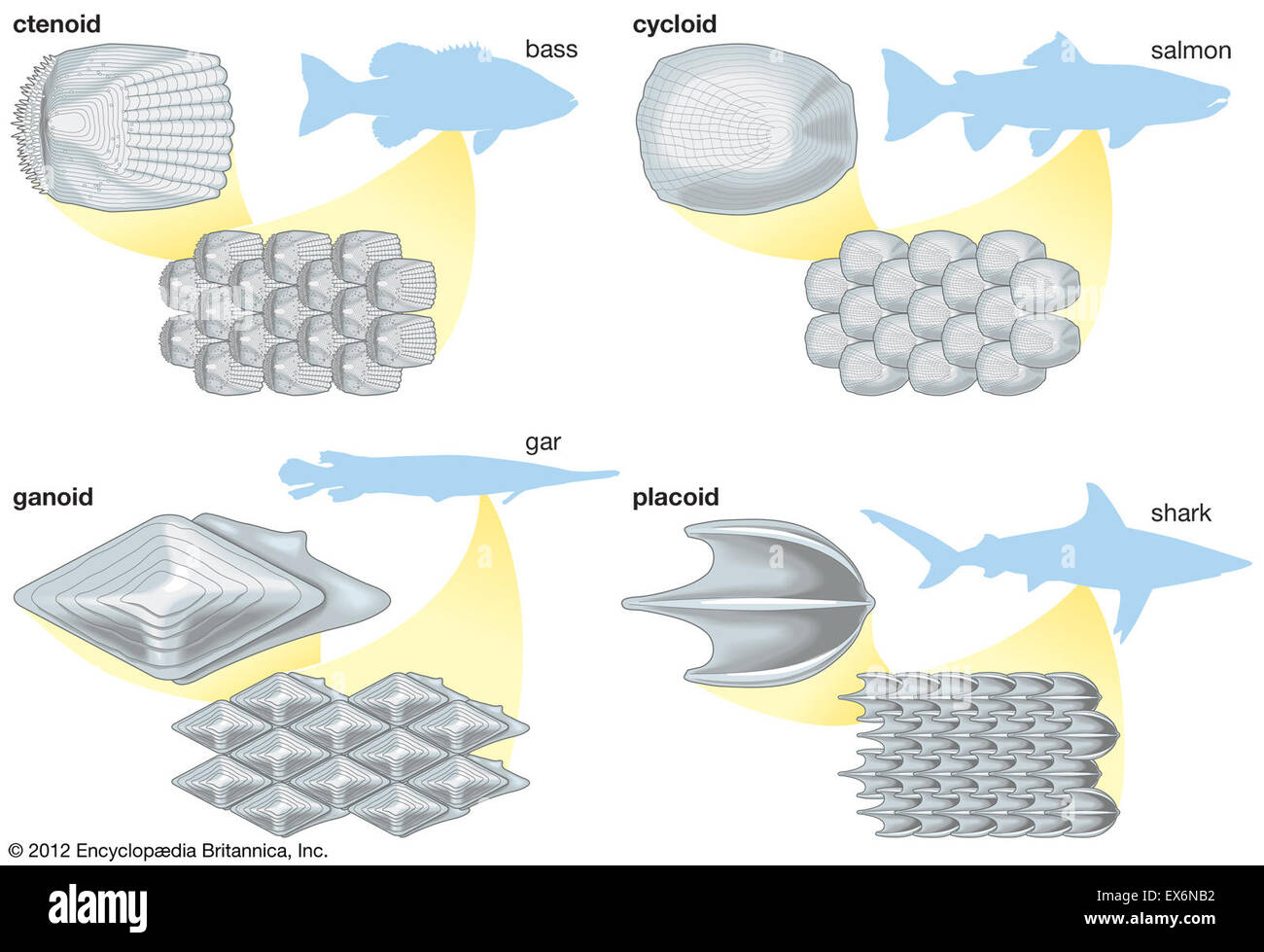Escamas cicloides fotografías e imágenes de alta resolución Alamy