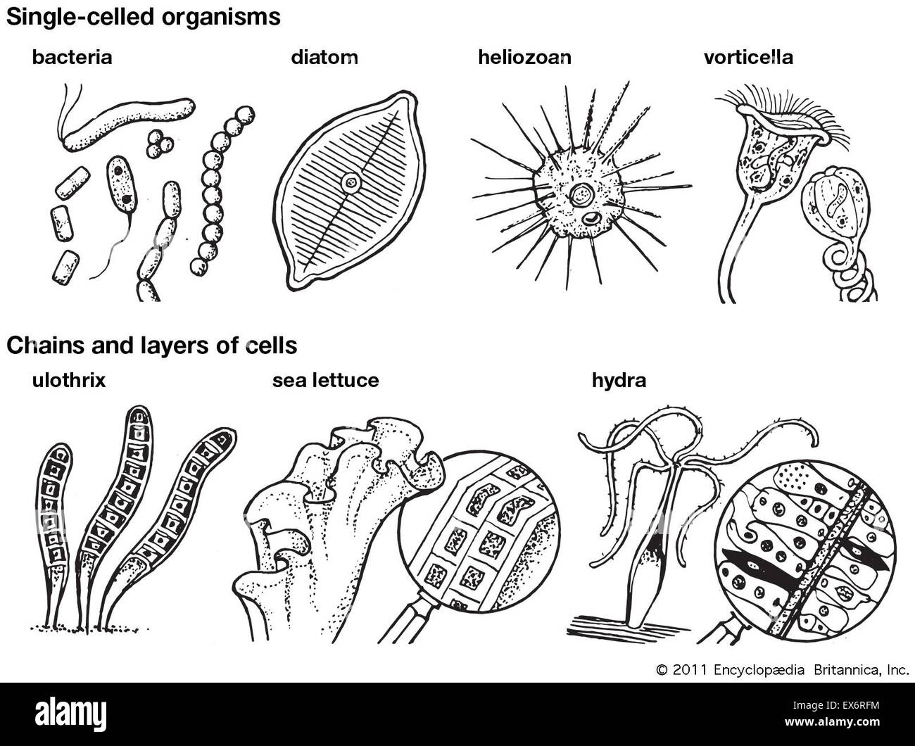 Organismos unicelular; cadenas y capas de células Foto de stock