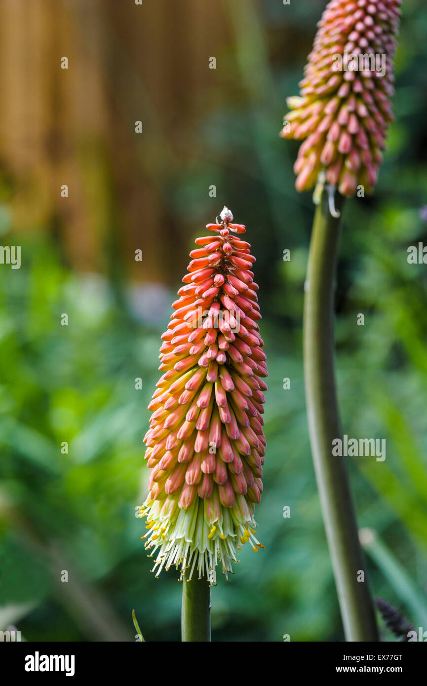 Kniphofia uvaria, Red Hot Poker, antorcha Lily Foto de stock