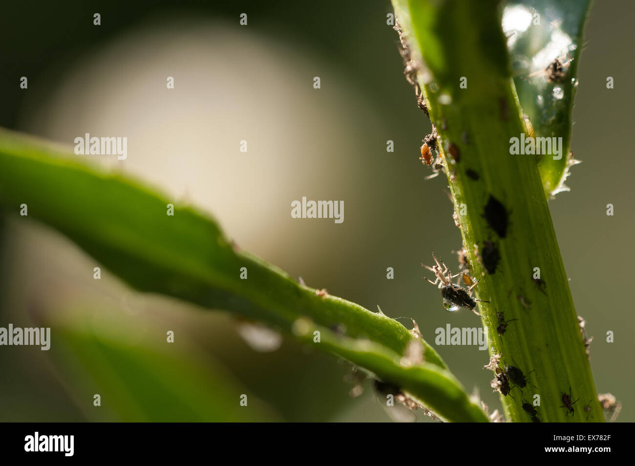 Los áfidos negro chupando la savia de las plantas, plagas Hemiptera en ojo  de buey daisy tallo acuícolas cultivadas por las hormigas por sweet Honey  Dew Fotografía de stock - Alamy