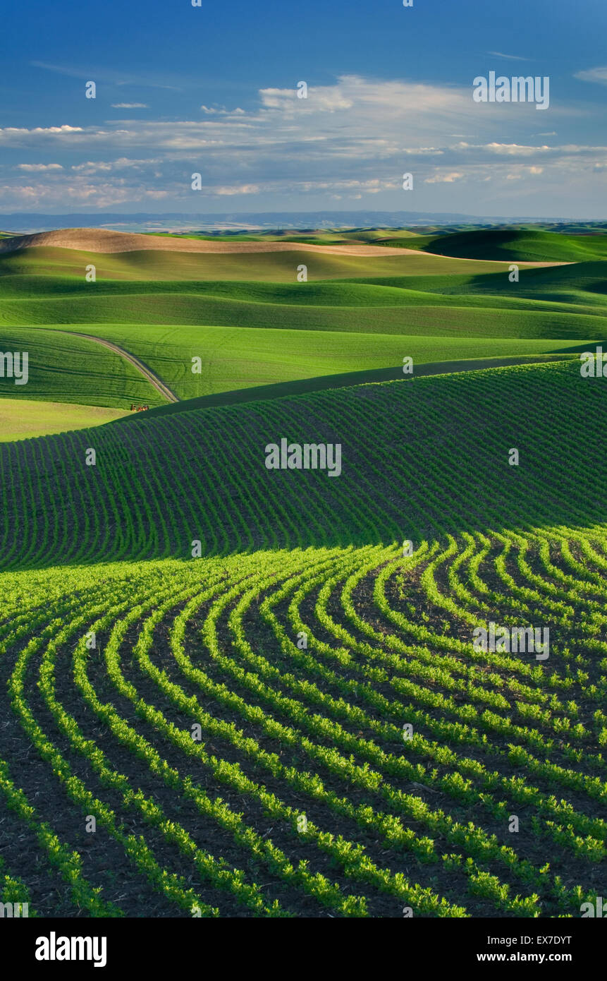 Colinas de verdes campos de trigo en la región Palouse del Inland Empire de Washington. Foto de stock