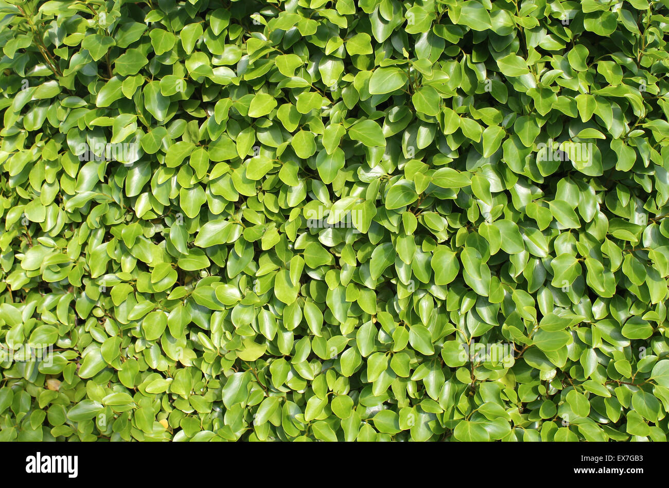 Fondo de hojas verdes frescas sobre un seto en verano. Foto de stock