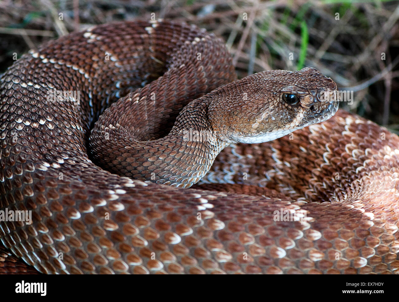 Pacífico, serpientes de cascabel Crotalus oreganus, una especie pitviper venenosas Foto de stock