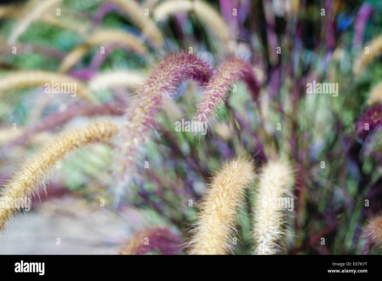 Fuente púrpura hierba bush en plena floración Foto de stock
