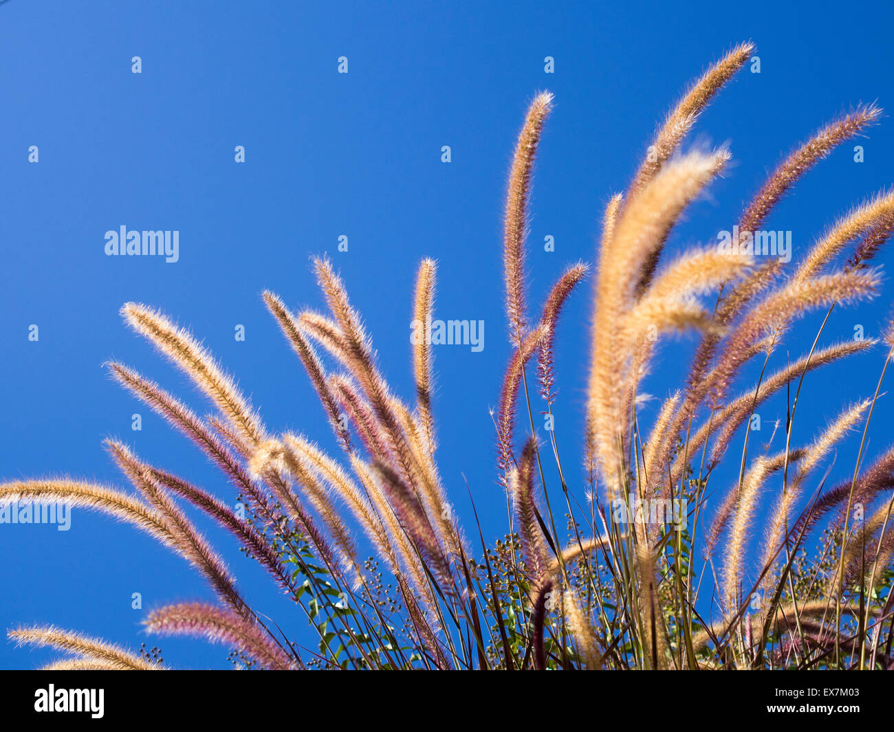 Fuente púrpura hierba ondeando en la brisa contra el cielo azul claro Foto de stock