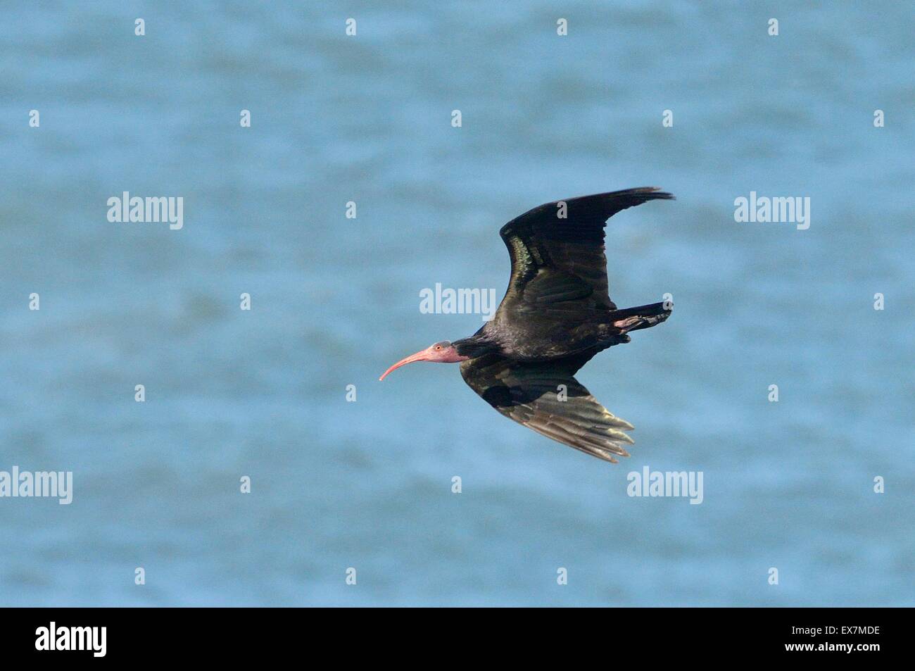 Northern Bald Ibis Waldrapp ibis eremita (Geronticus eremita o) En vuelo sobre la costa atlántica de Marruecos Foto de stock