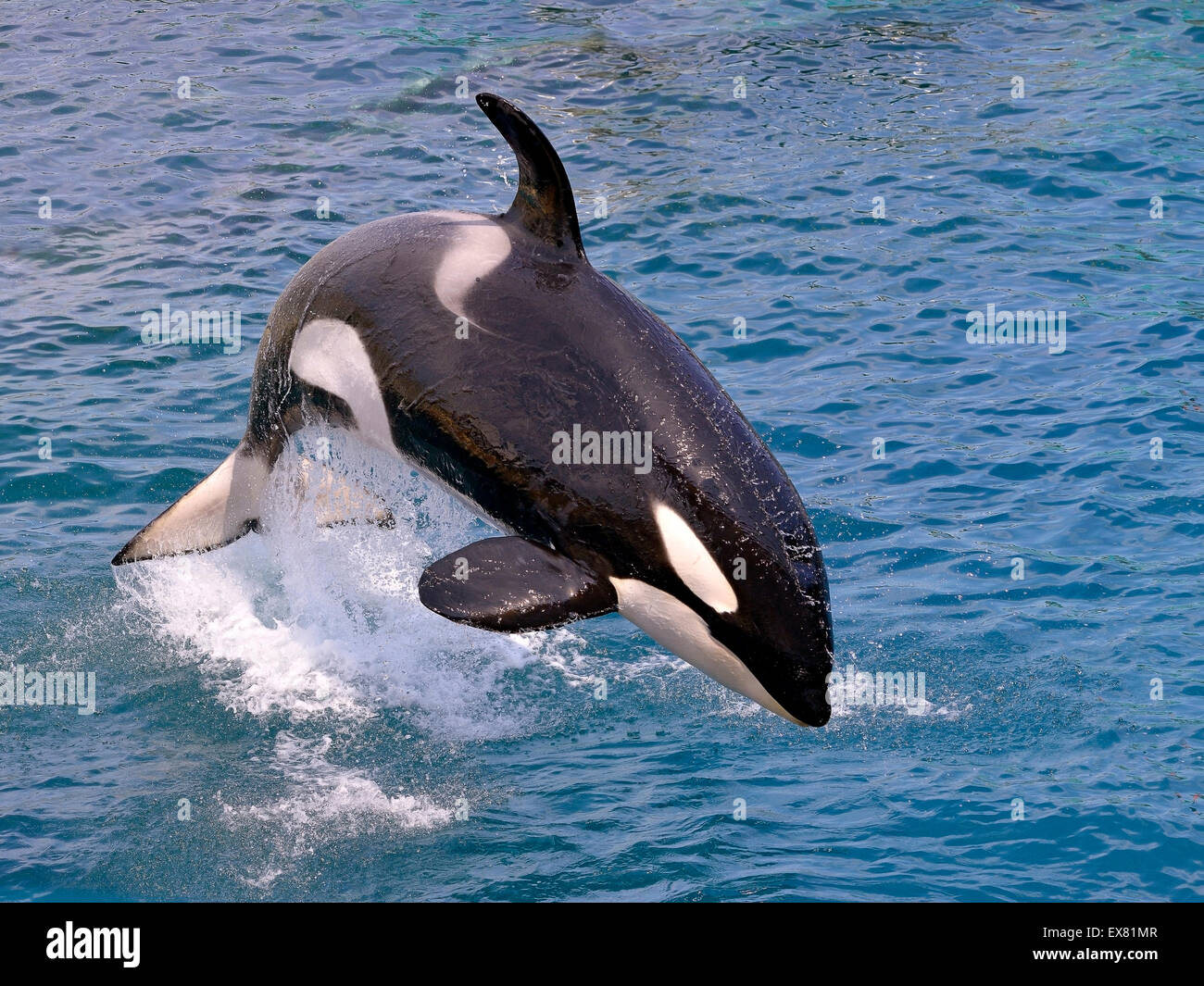 Orca saltando fuera del agua Foto de stock