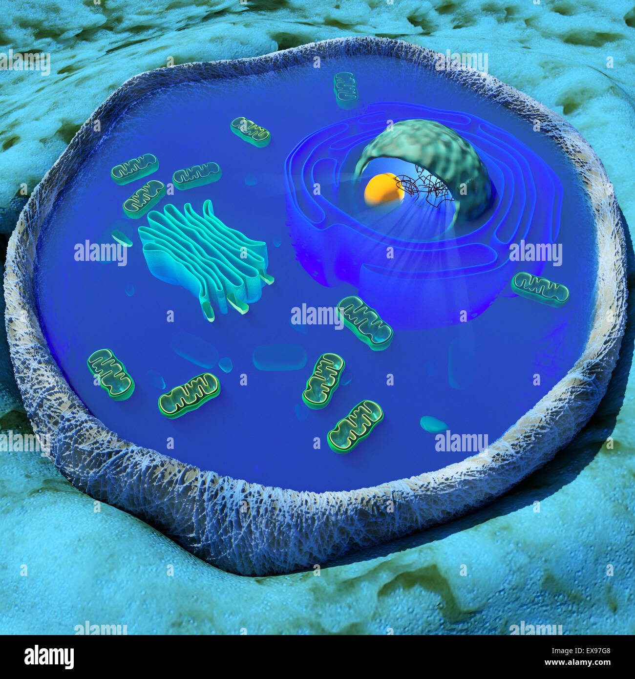 Ilustración 3D de una célula humana o animal en la sección transversal Foto de stock