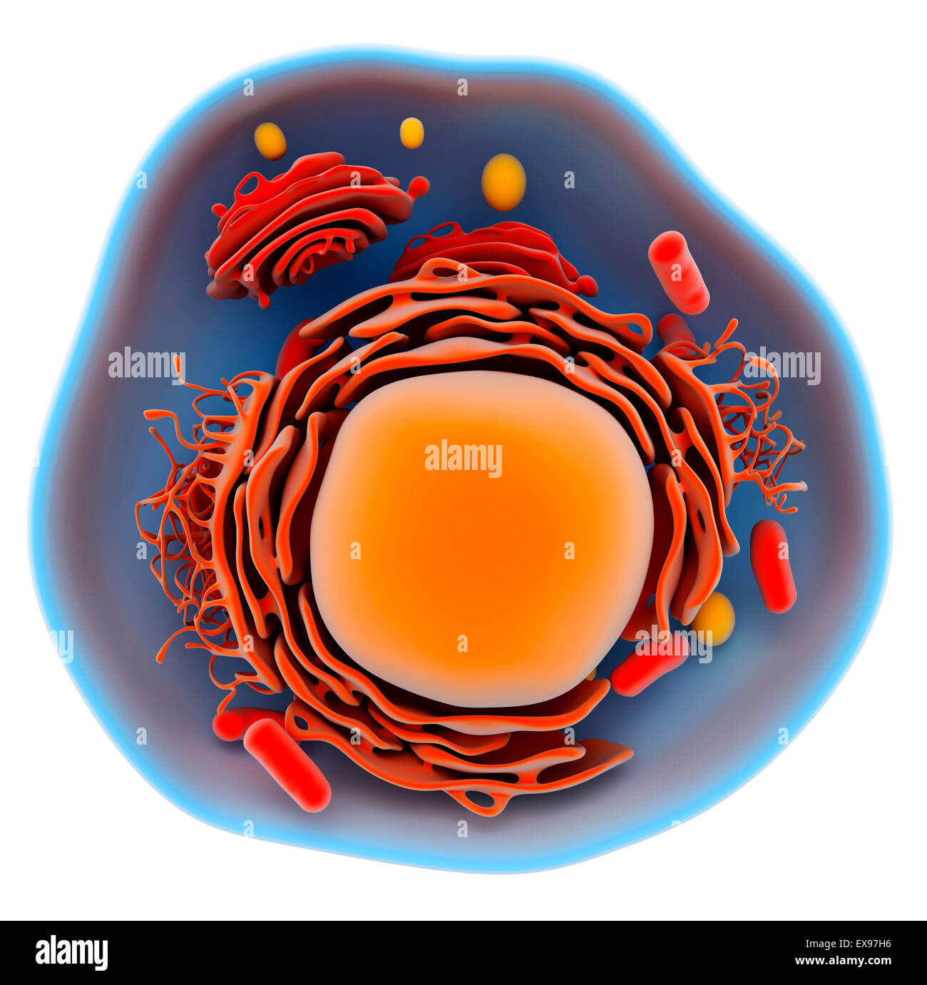 Ilustración de una célula eucariota. Foto de stock