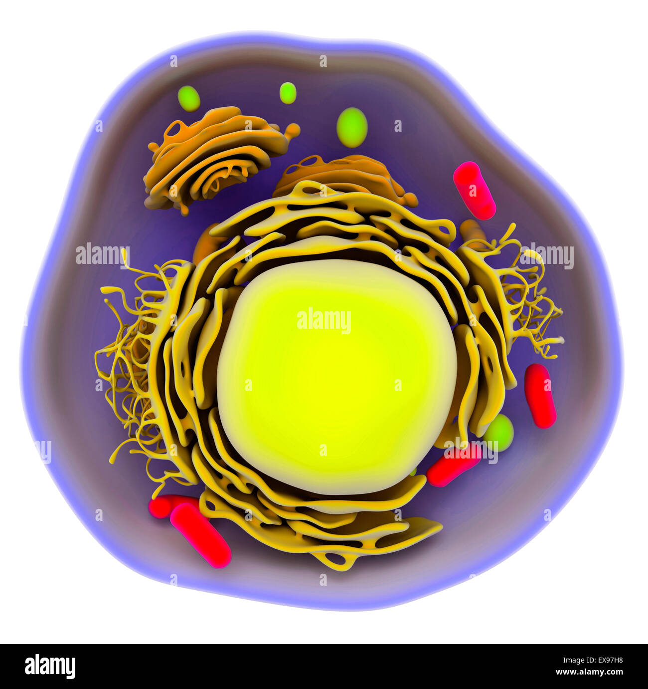 Ilustración de una célula eucariota. Foto de stock