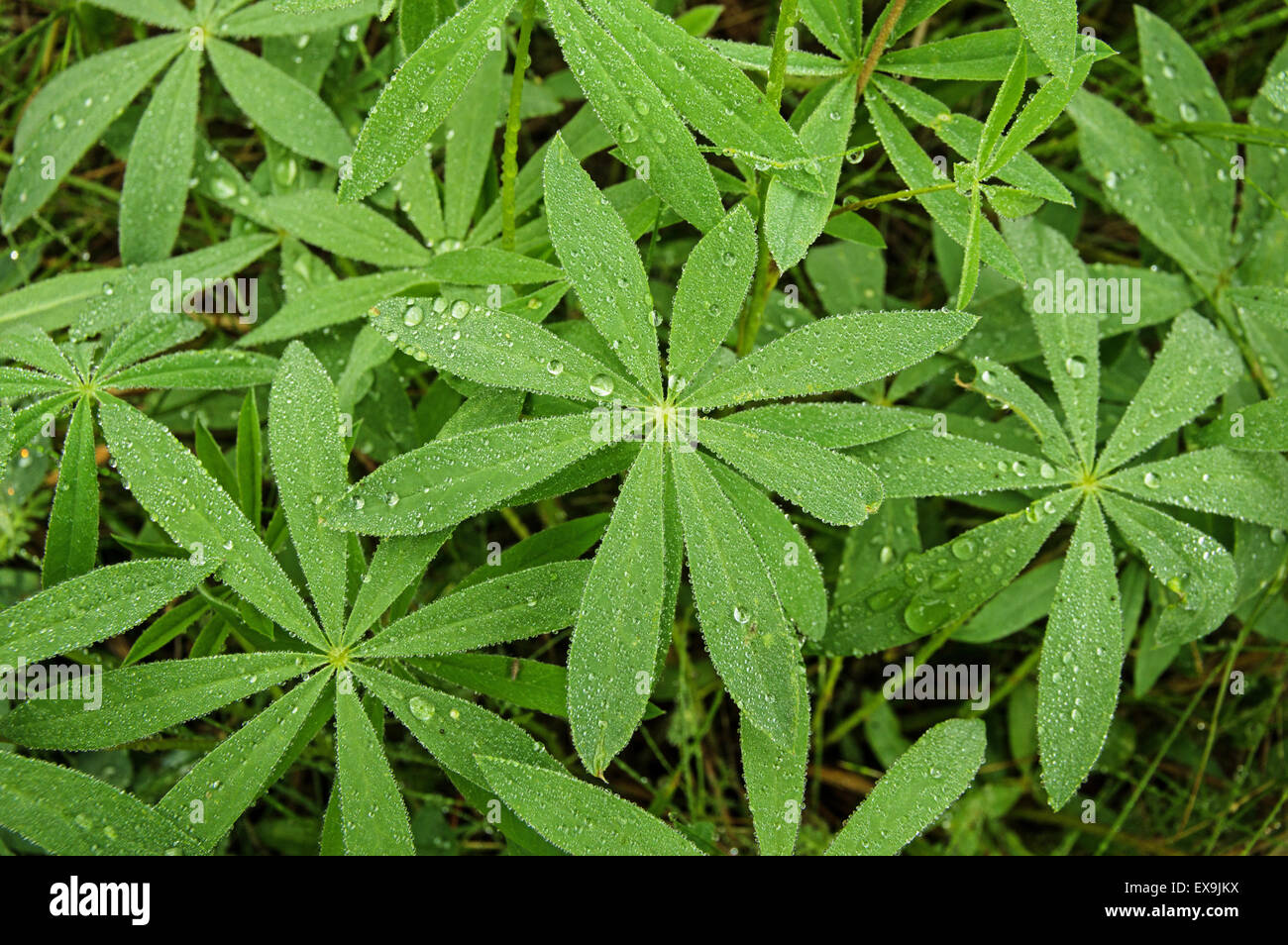 Lupine verdes hojas cubiertas de gotas de rocío Foto de stock