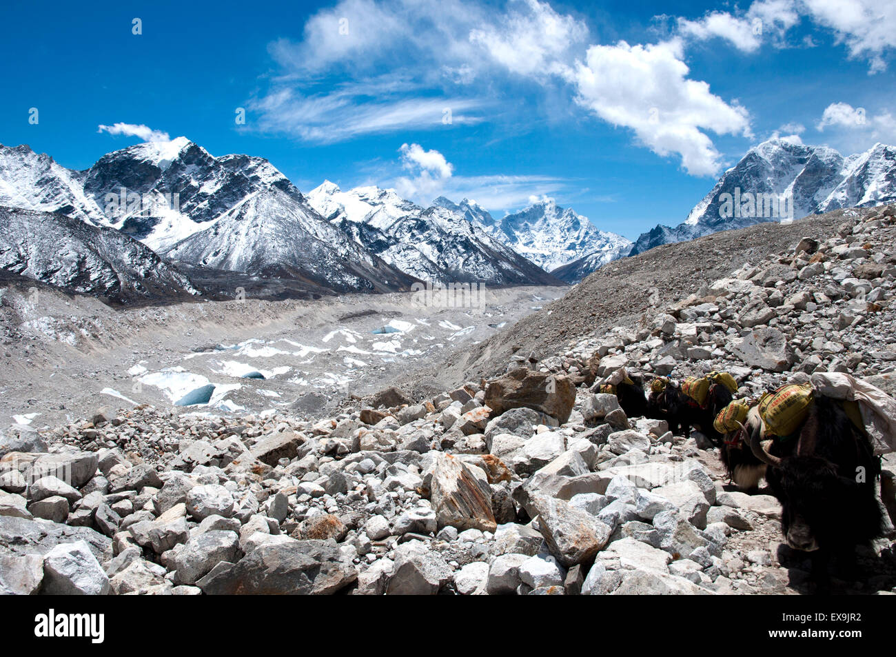 Los yaks, el campamento base del Everest Trail - Nepal Foto de stock
