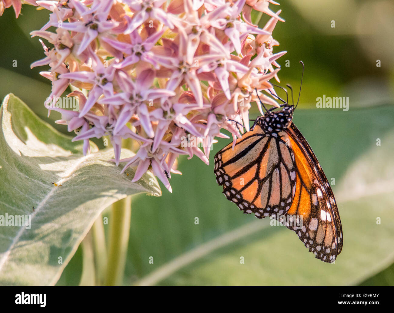Las mariposas Monarca translúcida,bebiendo ector de Blooming Asclepias Planta común en Idaho, Estados Unidos, América del Norte Foto de stock