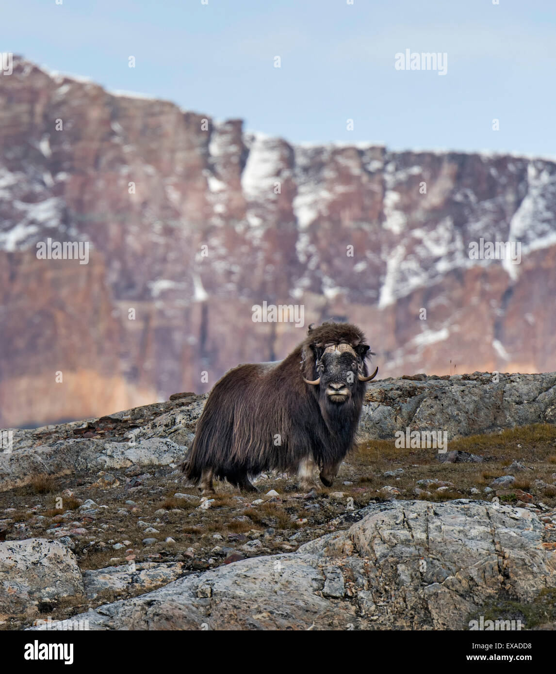 Muskox (Ovibos moschatus) colocado en el paisaje de montaña, Blomsterbugten, Ymers, Kejser Franz Joseph Fjord, al noreste de Groenlandia Foto de stock