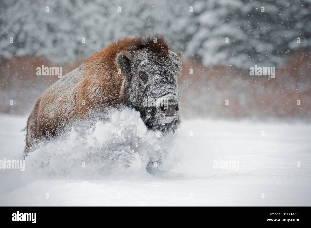 Bisontes americanos (American Buffalo) (Bison bison), Montana, Estados Unidos de América, América del Norte Foto de stock