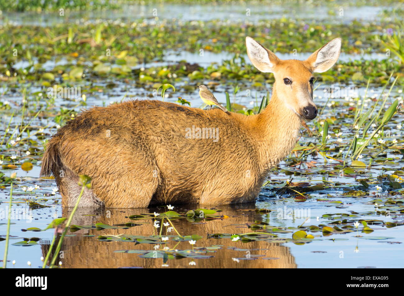 Raro pampas ciervo de pantano, parque nacional Iberá, Argentina, Sudamérica Foto de stock