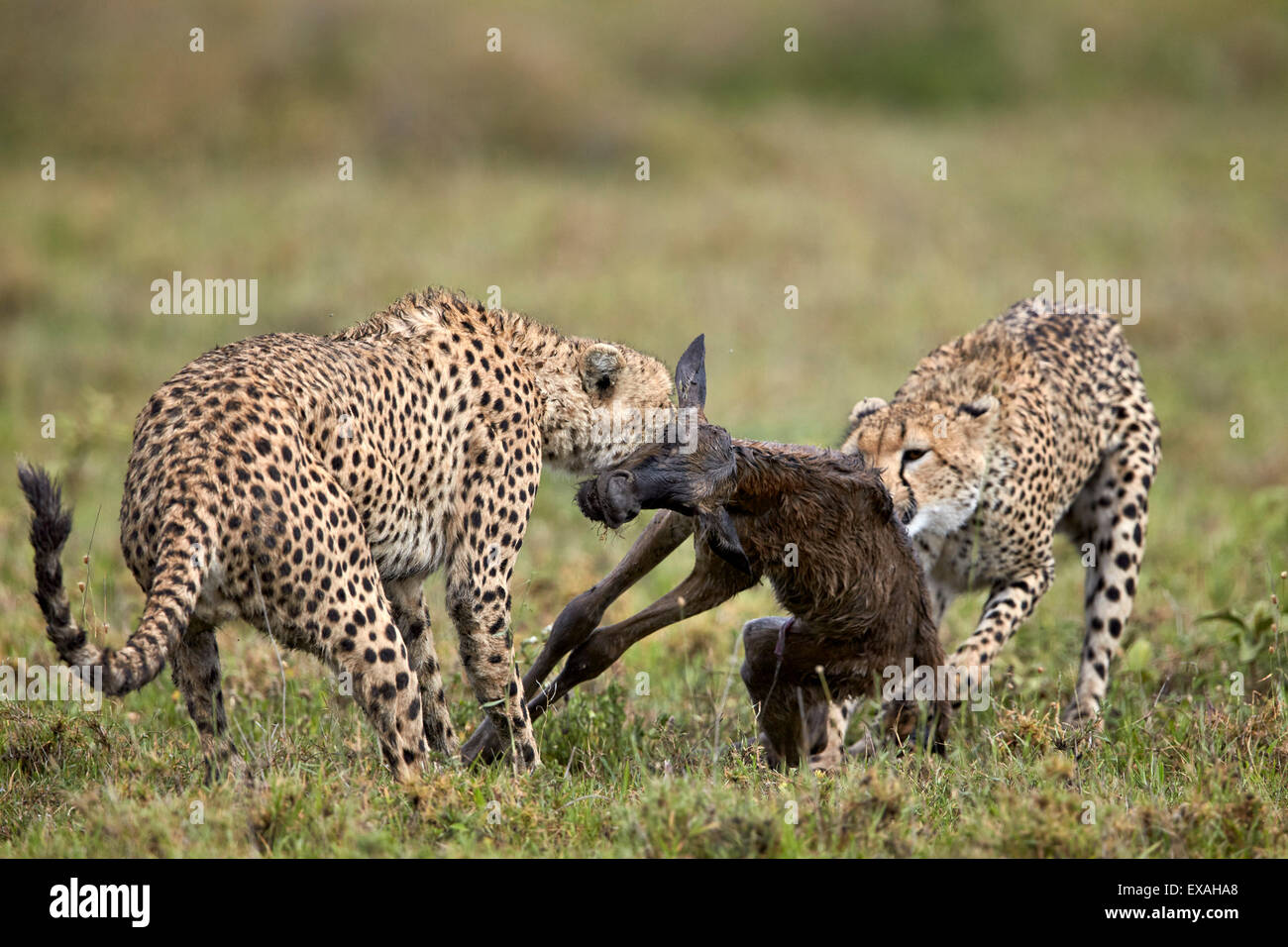 Dos varones de guepardo matar a un recién nacido el ñu azul en la pantorrilla, el Área de Conservación de Ngorongoro, Serengeti, Tanzania, África Oriental Foto de stock