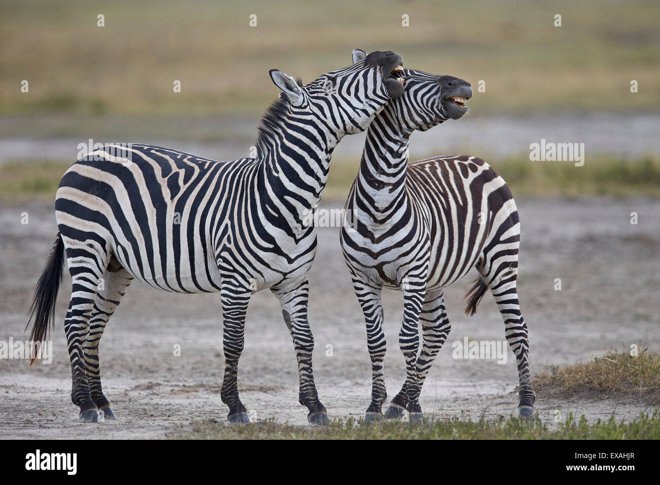 Dos comunes (llanuras de cebra (zebra) Burchell zebra) (Equus burchelli) sparring, el cráter del Ngorongoro, Tanzania, África oriental, África Foto de stock