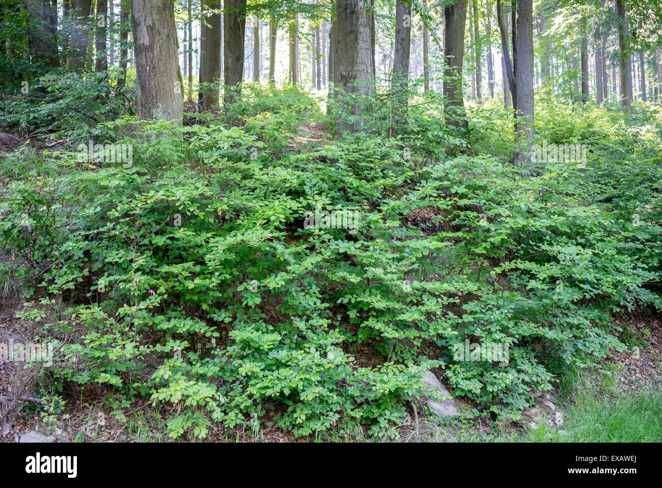 Las hayas jóvenes árboles en el bosque de verano del norte de Europa Fagus sylvatica Owl montañas Baja Silesia Polonia Foto de stock