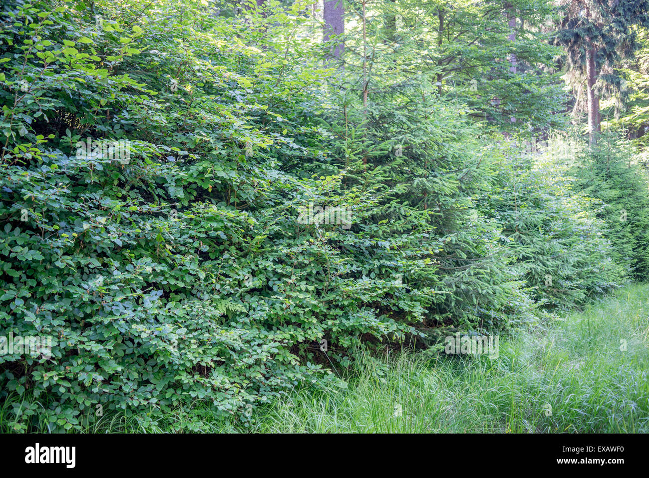 Las hayas jóvenes árboles en el bosque de verano del norte de Europa Fagus sylvatica Owl montañas Baja Silesia Polonia Foto de stock