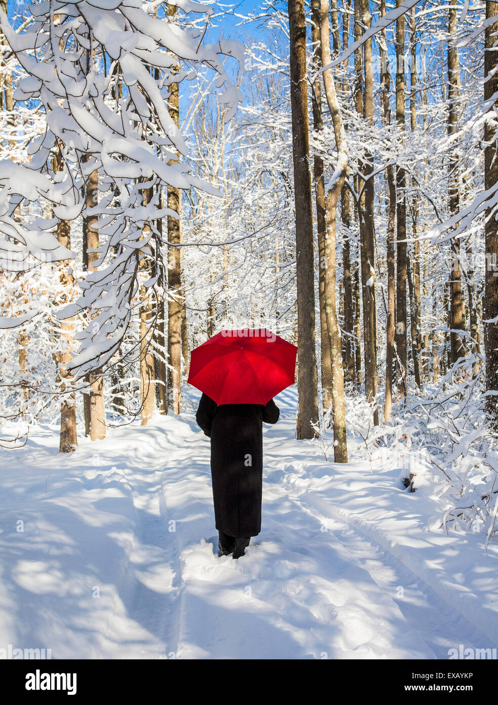 Mujer caminando en un camino, una tormenta de nieve, árboles de invierno,  Nueva Jersey, EE.UU., EE.UU., solo wp, sendero forestal, vista trasera de  la nieve paraguas roja Fotografía de stock - Alamy