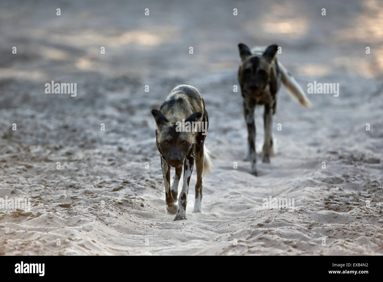 Dos perros salvajes, El Parque Nacional Luangwa del Sur, Zambia, Sambia, corriendo en un lecho del río. Foto de stock