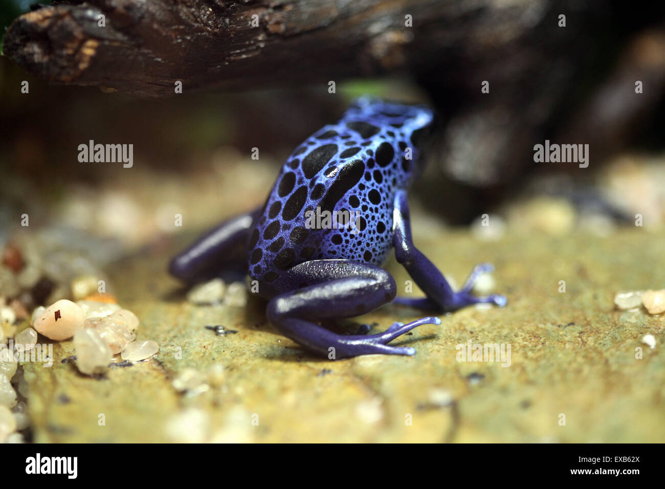 Blue poison dart frog (Dentrobates azureus), también conocida como la rana flecha venenosa azul en el Zoo de Usti nad Labem, República Checa. Foto de stock